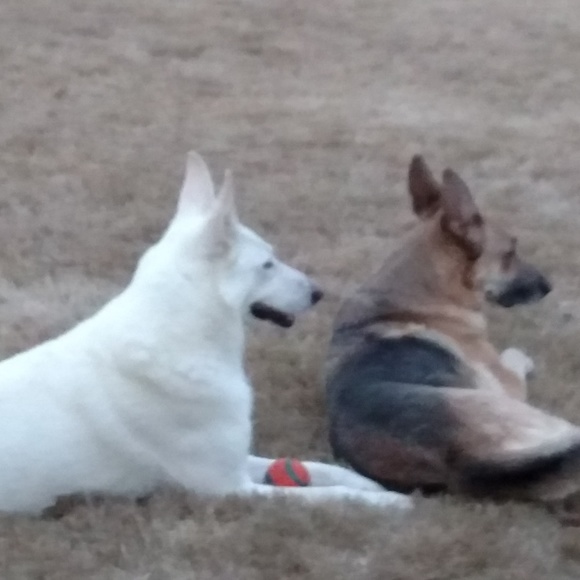 Meet your Posher, Noah - Picture 1 of 1